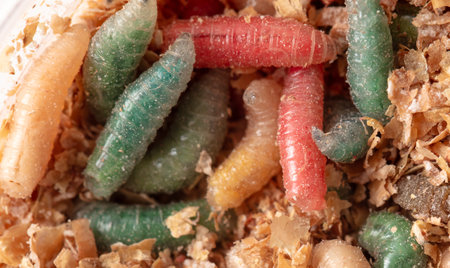 Multi-colored maggots in sawdust as a background. Macro.の写真素材