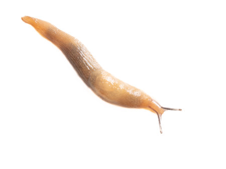 Close up of a slug isolated on a white background. Macro.の写真素材