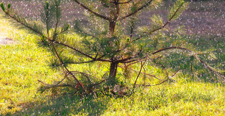 Raindrops falling on a coniferous tree.