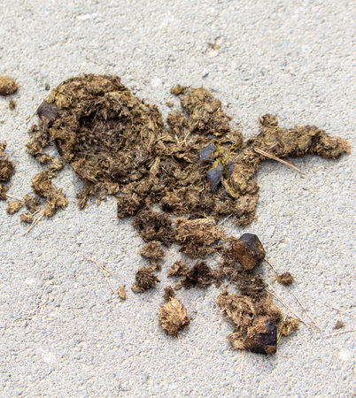 Cow shit on the road.の写真素材