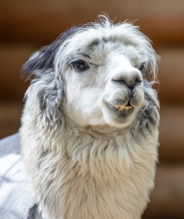 Portrait of a llama in the zoo.の写真素材