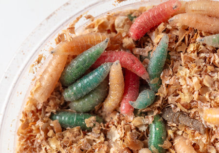 Multi-colored maggots in sawdust as a background. Macro.の写真素材