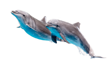 Two dolphins isolated on a white background.の写真素材