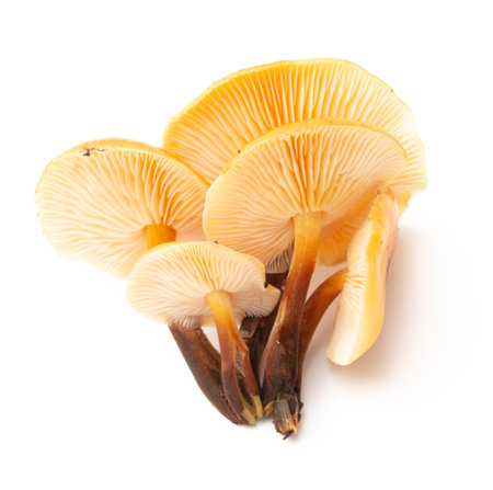 Winter honey fungus mushroom isolated on white background.の写真素材