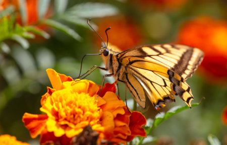 Close-up of a butterfly on an orange flower in nature.の写真素材