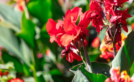 Red canna flower in nature.の写真素材