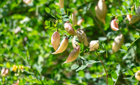 Pea pods per plant. Close-up.の写真素材