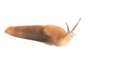 Close up of a slug isolated on a white background. Macro.