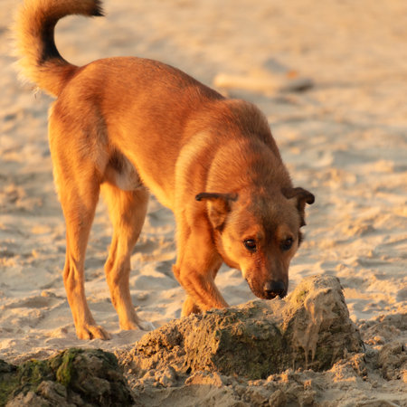 A dog digs in the sand on the beach.の写真素材