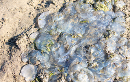 Dead jellyfish lie on the seashore.