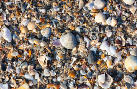 Seashells in the sand on the seashore as an abstract background. Texture.