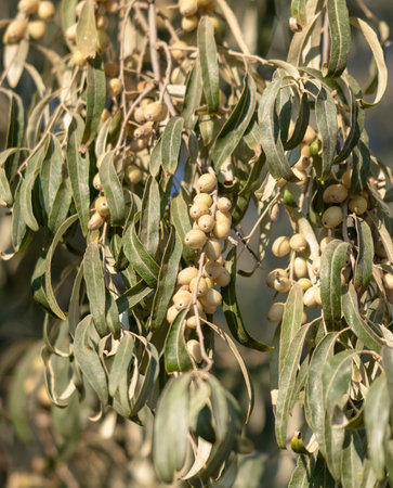 Jida fruits on a tree.の写真素材