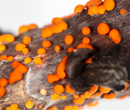 Disease on a tree branch isolated on a white background.