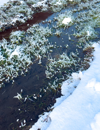 Grass covered with snowflakes on a pond close-up.