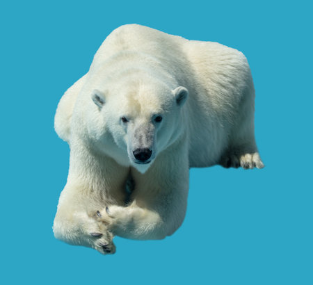 Polar bear isolated on blue background.の写真素材