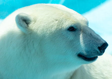 Portrait of a polar bear in the zoo.の写真素材