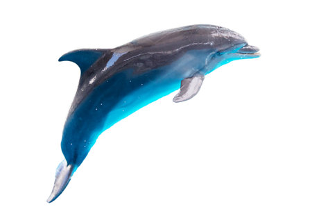 Dolphin isolated on a white background.の写真素材