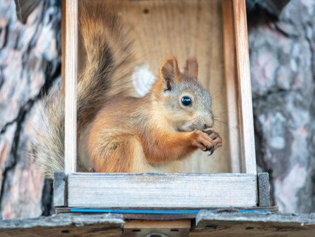 Portrait of a squirrel in a wooden house.
