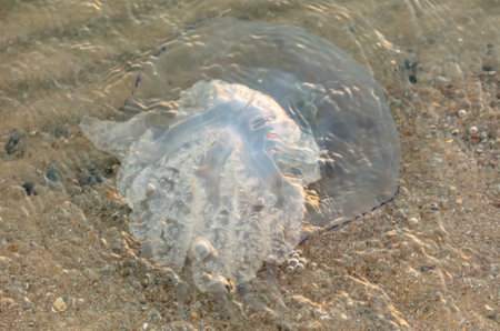 Jellyfish on the seashore at sunset.の写真素材