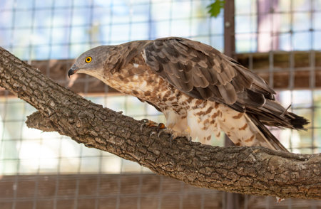 Portrait of a falcon in the zoo.の写真素材