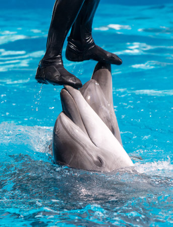 A man stands on two dolphins in a pool.の写真素材