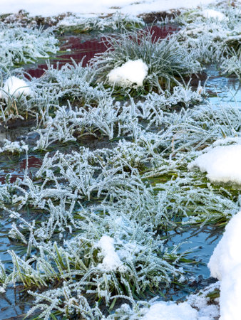 Grass covered with snowflakes on a pond close-up.