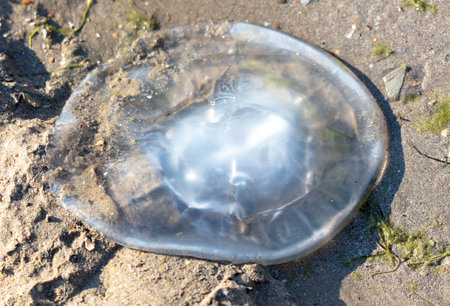 Medusa lies on the seashore.の写真素材
