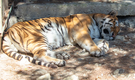 A tiger sleeps on the ground at the zoo.