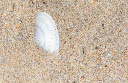 Seashells on the seashore close-up. Background.の写真素材