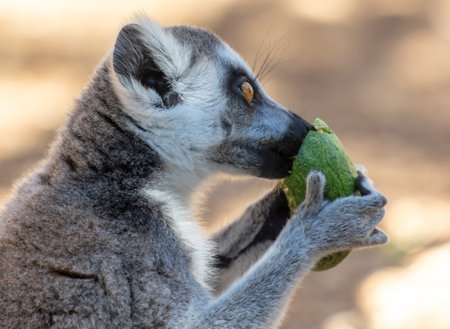 Lemur eats vegetables at the zoo.の写真素材