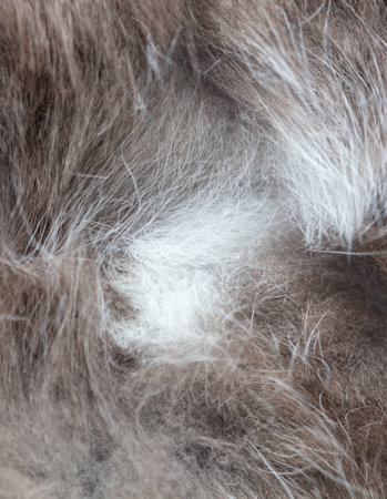 Cat fur as an abstract background. Texture.