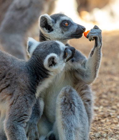 Lemur eats vegetables at the zoo.の写真素材