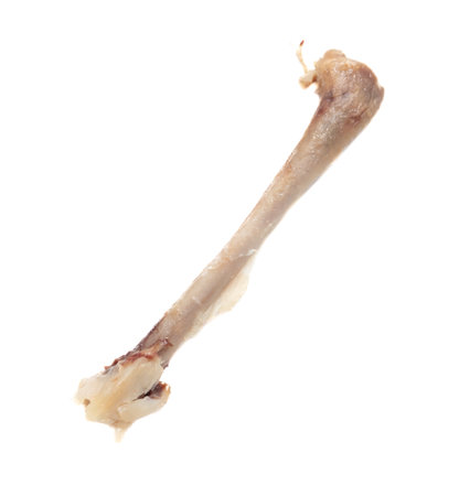 Chicken bone isolated on white background. Close-up.の写真素材