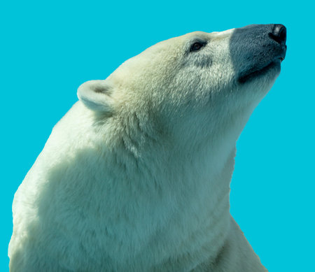 Polar bear isolated on blue background.の写真素材