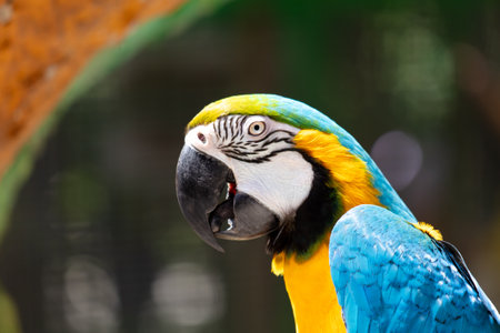 Portrait of a parrot in nature.