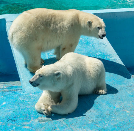 Two Polar bears in the zoo.の写真素材