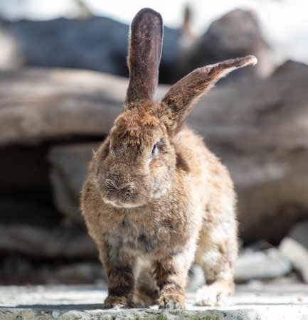 A rabbit is walking on a farm.の写真素材
