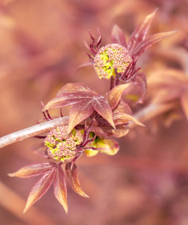 Small red leaves on a plant in spring.の写真素材