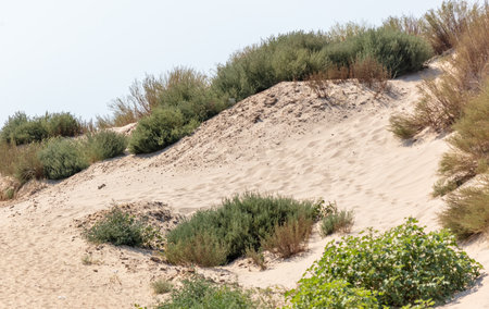 Plants grow on sand in the desert.の写真素材