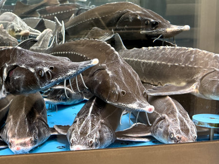 Sturgeon fish swim in an aquarium.の写真素材