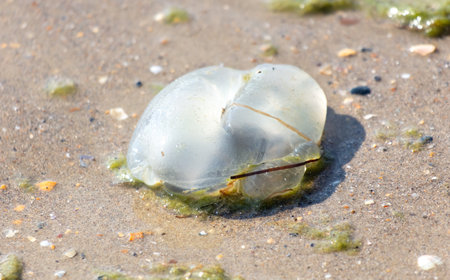 Medusa lies on the seashore.の写真素材