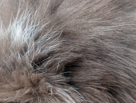 Cat fur as an abstract background. Texture.の写真素材