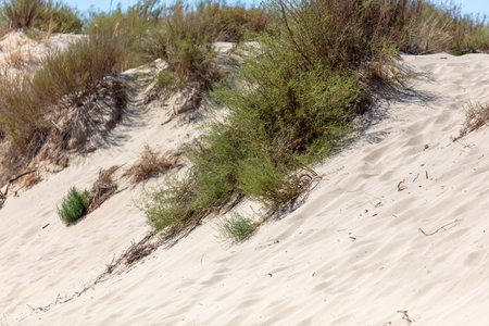 Plants grow on sand in the desert.の写真素材