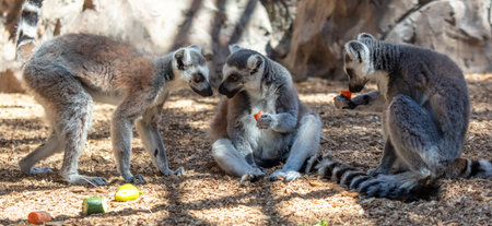 Lemurs eat vegetables at the zoo.の写真素材