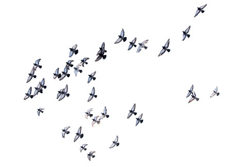 Pigeons in flight isolated on a white background.