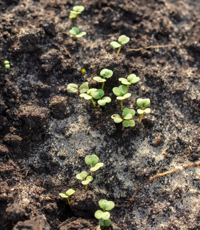 Radish shoots on the ground in the garden. Spring.