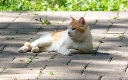 A red cat lies on the paving slabs.の写真素材