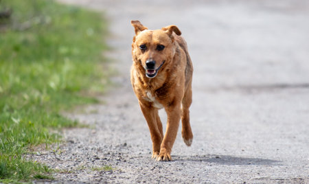 A red dog runs across the road.の写真素材