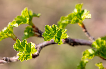 Small current leaves on branches in spring. Close-up.の写真素材
