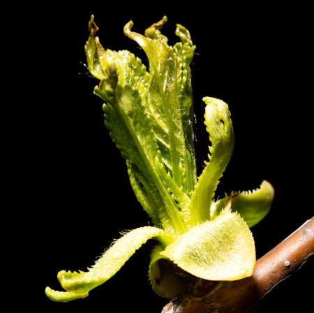 Opened cherry bud in spring isolated on black background. Macro.の写真素材